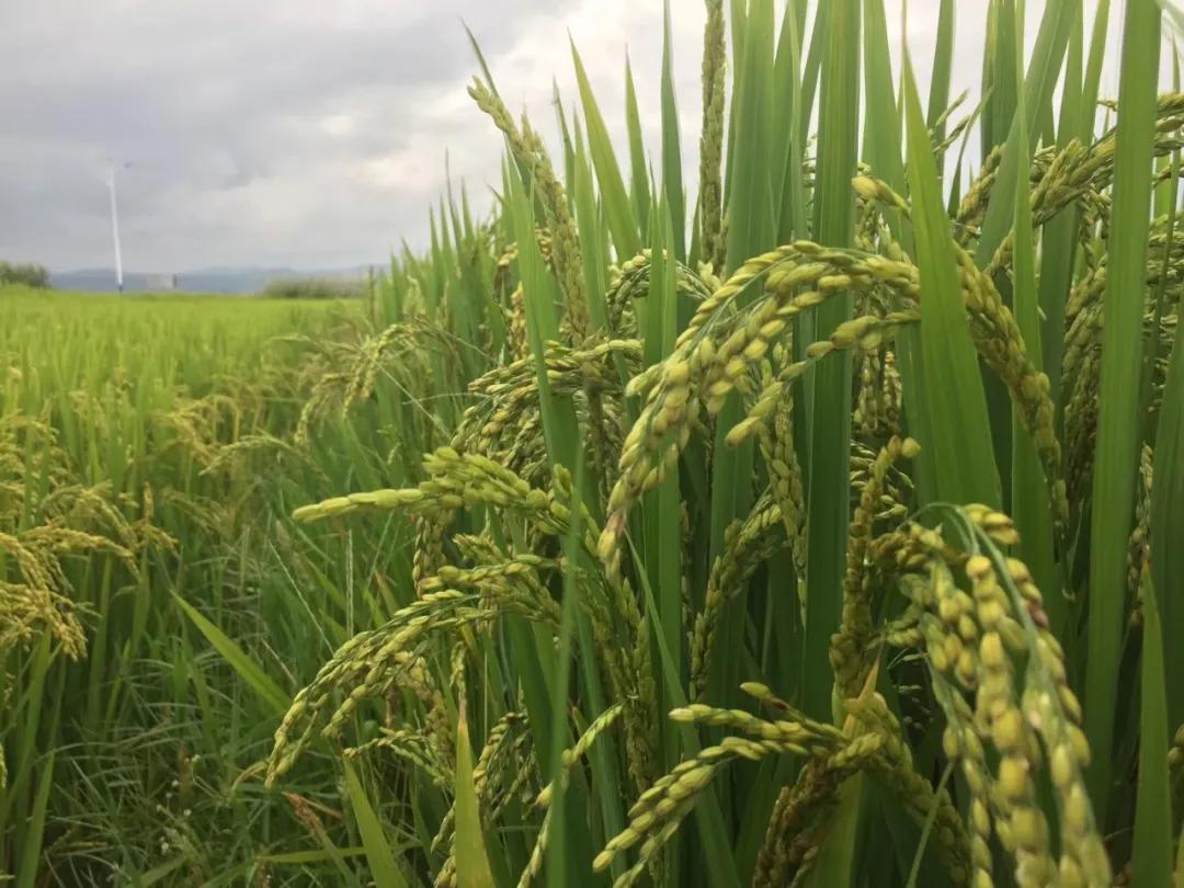 仲夏：在一本古籍中与明朝的云南县相遇