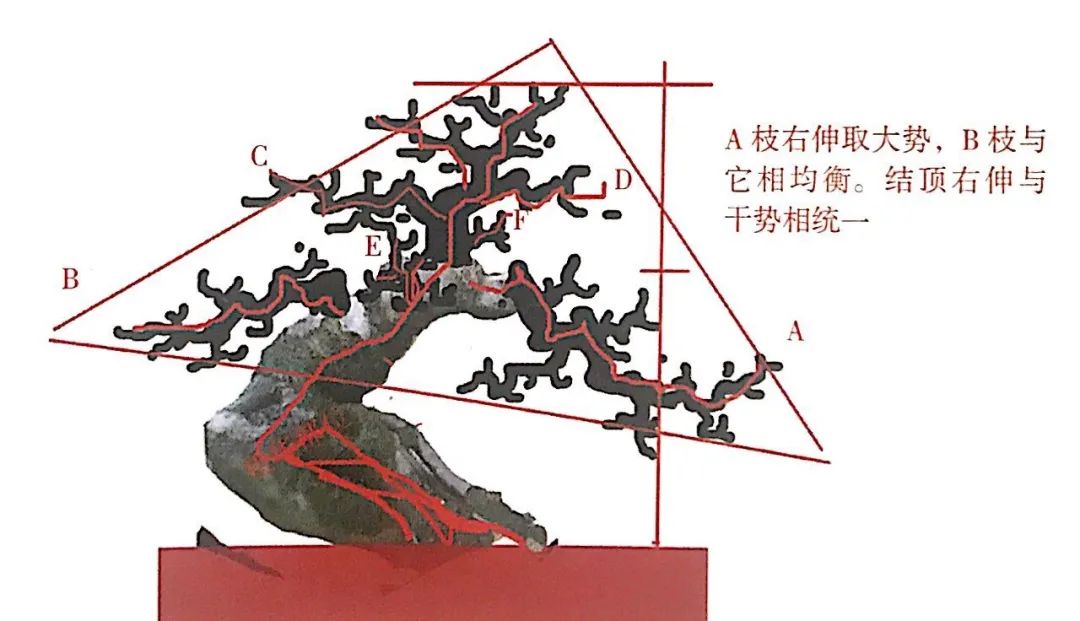 新手榆树盆景造型设计,榆树盆景造型设计教程