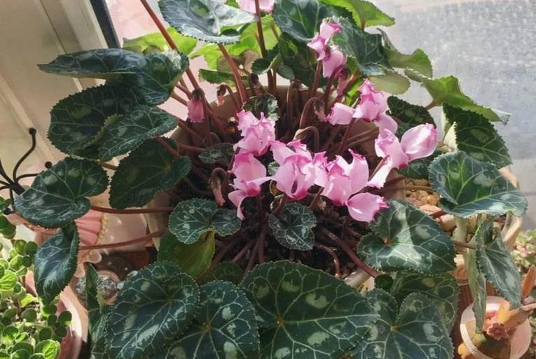 夏天养仙客来怎么养,半年苗仙客来休眠怎么养护