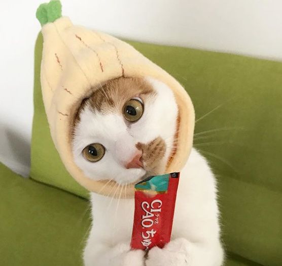 宠物经济剖析,宠物经济如何赚钱