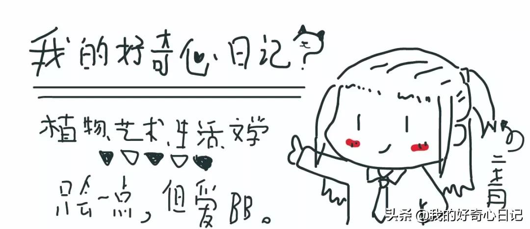 樱花草报春花,报春花樱花草