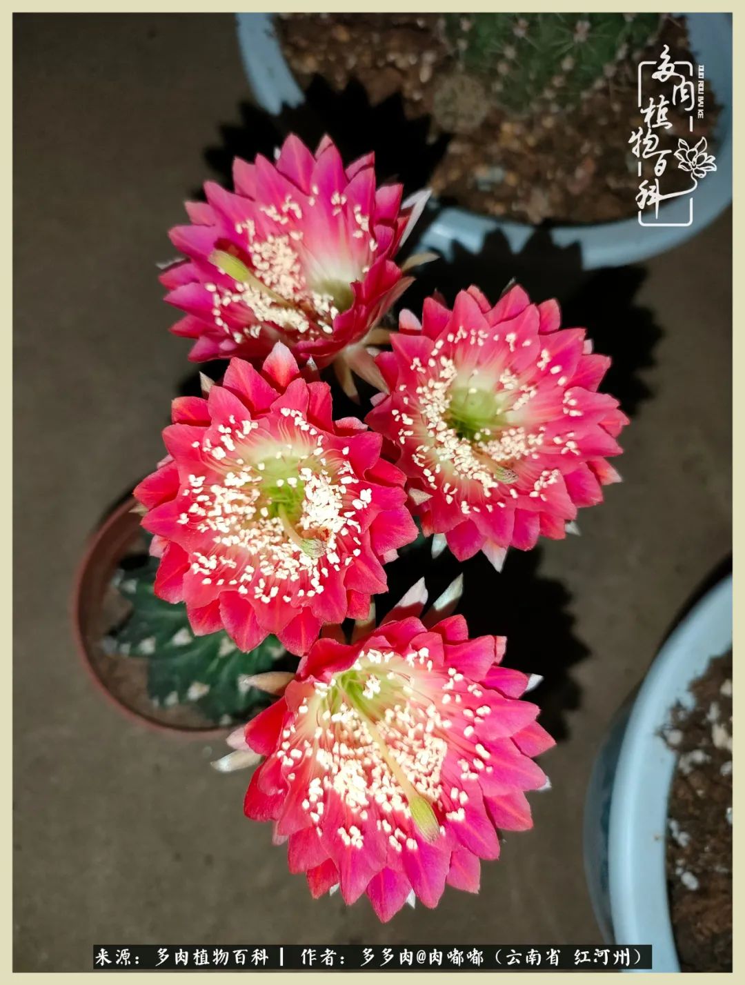 这个春天我们一起去赏花,这个季节我们一起去看花