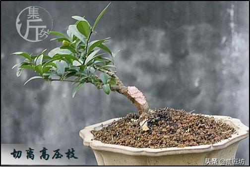 大树型金豆盆景怎么造型,金豆无根老桩栽培技巧