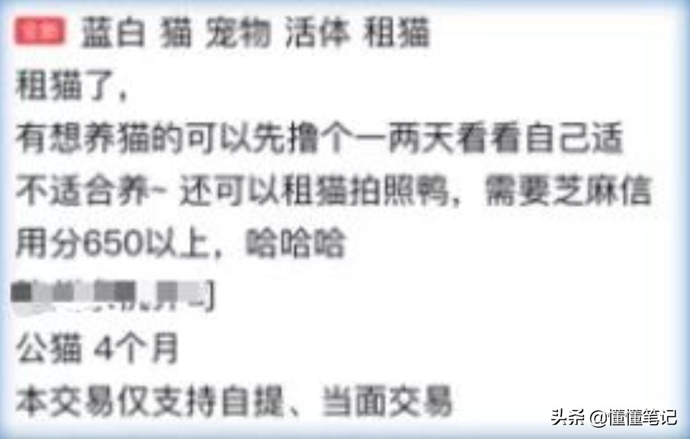 铲屎官一年养猫需要多少钱,铲屎官帮小猫咪做房子