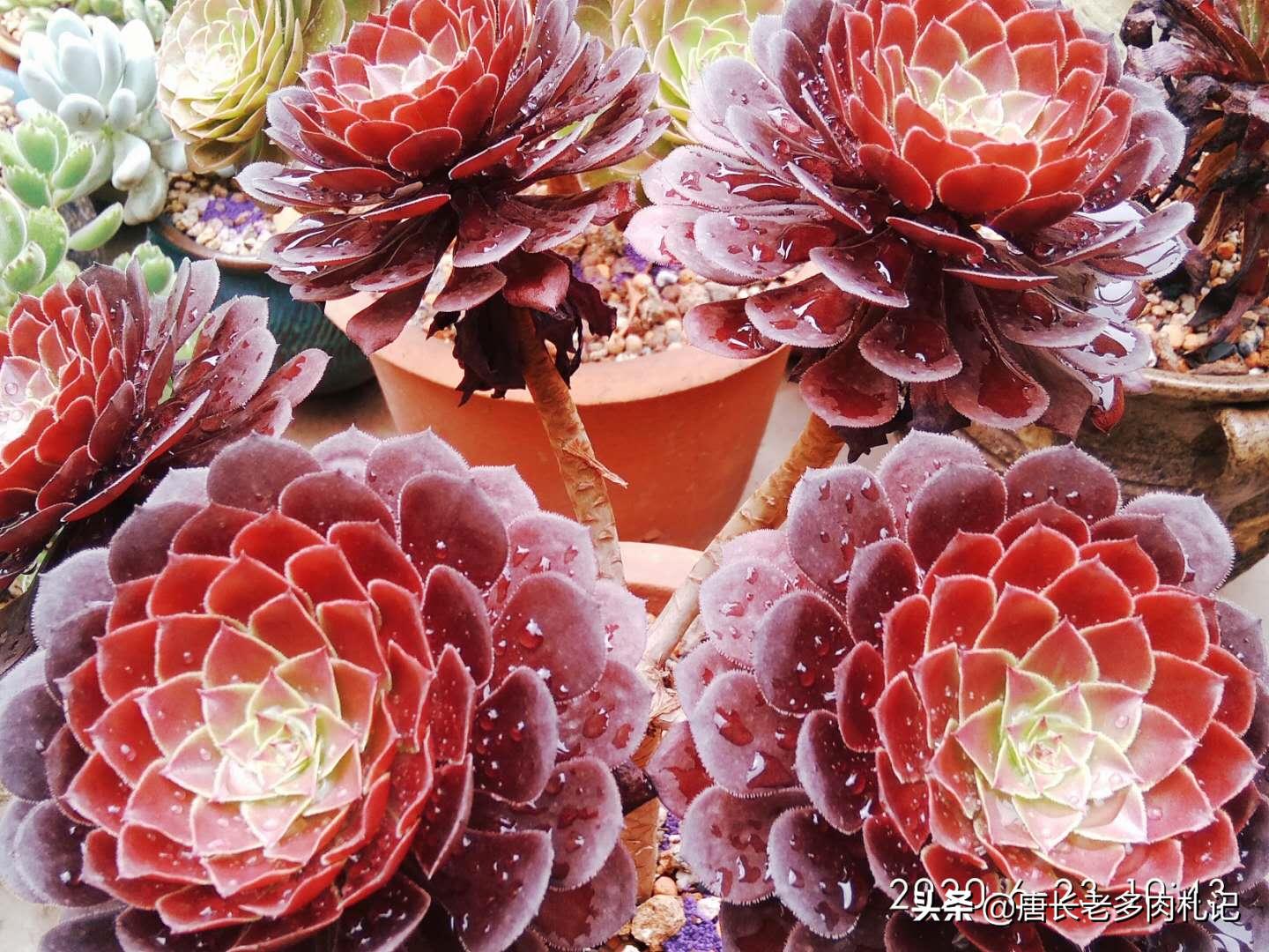 多肉法师掉下来的分枝,多肉法师剩下一个杆怎么办