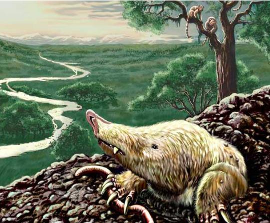 哺乳动物生命系统结构层次,为什么哺乳动物是卵生