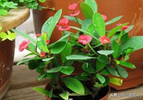 花盆有小飞虫快速消灭的药,花盆有小飞虫怎么消灭