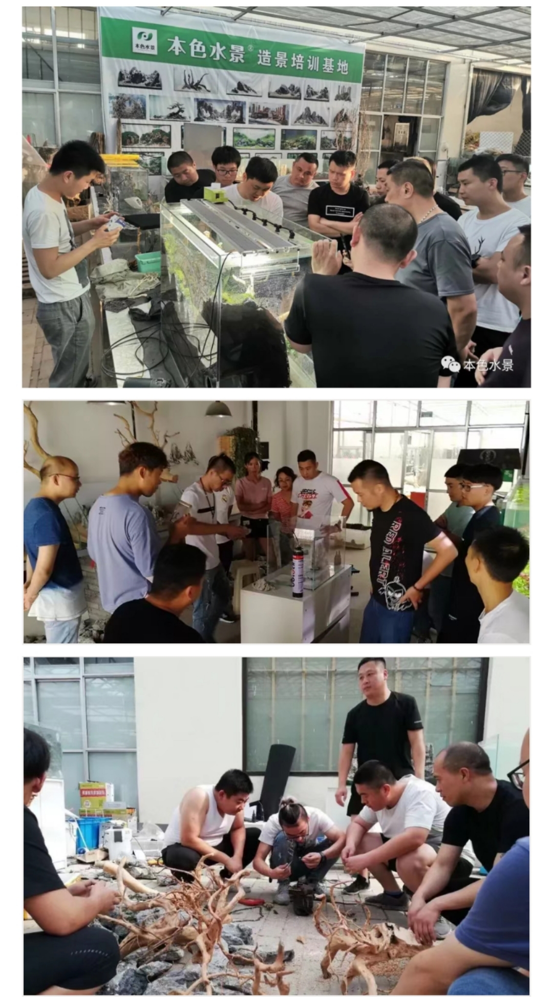 本色水景|教你认识——常见莫斯品种！水草造景学习