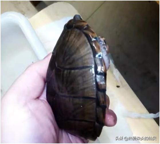 蛋龟好养程度排行,什么环境养窄桥蛋龟容易发色