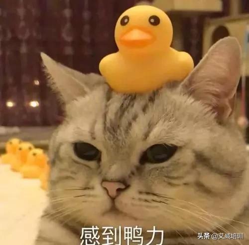 项目经理一年能有多少收入,项目经理最多能挣多少钱