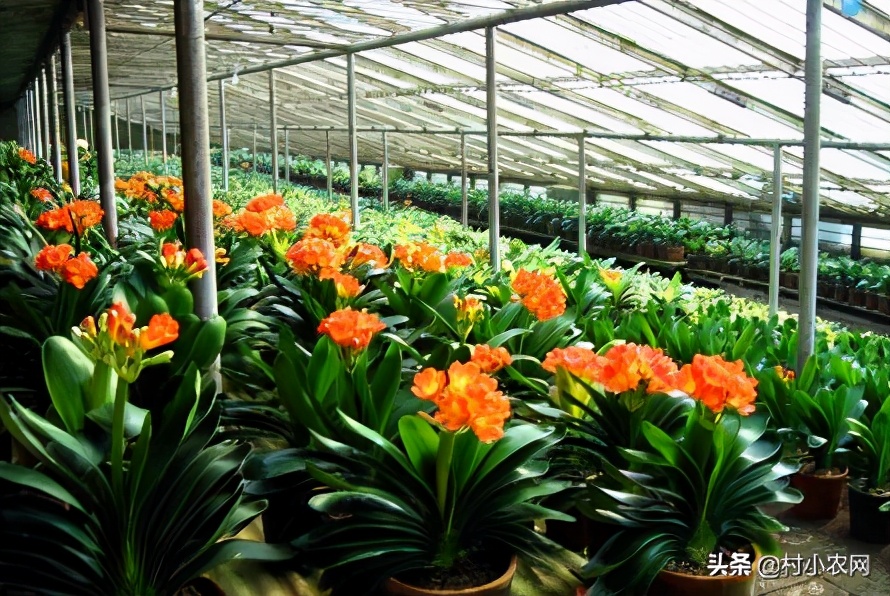 2021农村创业养殖有什么好项目,2020年农村种养殖创业项目