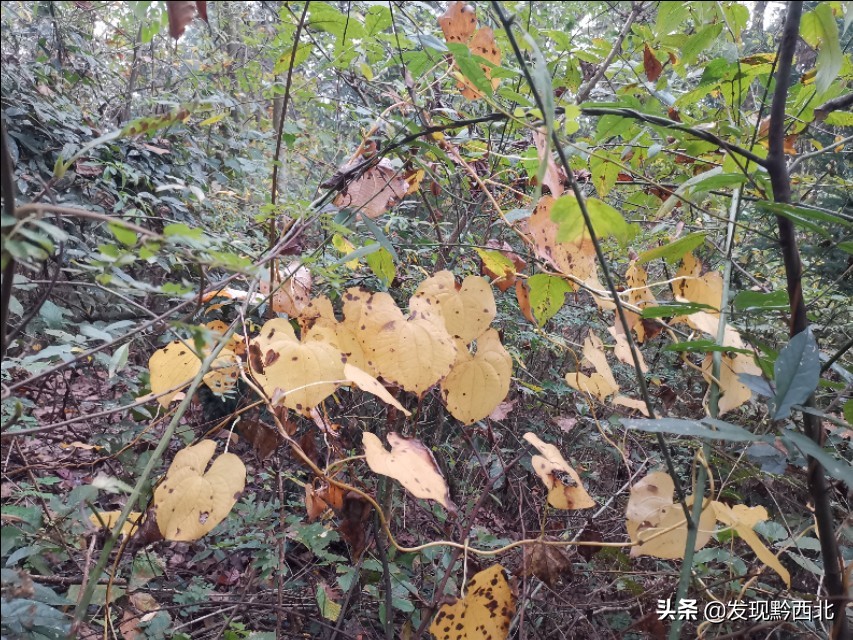 发现黔西北|毕节农村一种叫毛蕉的植物，做成食物很多人没有见过