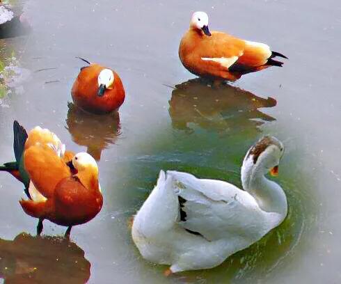 大雁属于杂食性的水禽,大雁最大品种