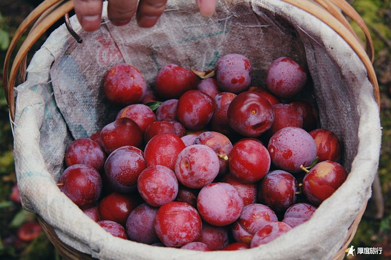 茶马古道重镇旅行,茶马古道旅行