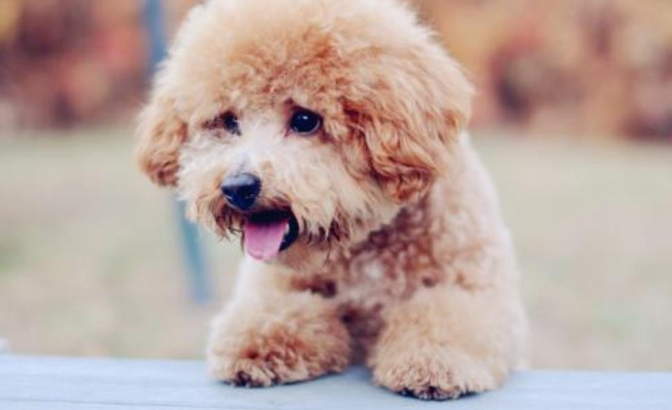 为什么泰迪尾巴老是向下弯,为什么泰迪屁股有个骨头