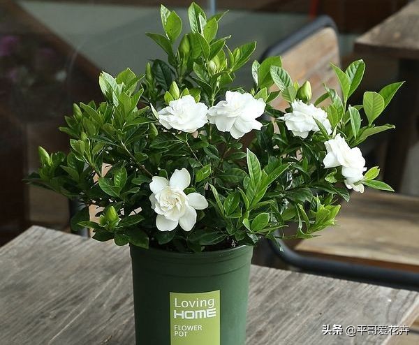 栀子花烂根最好的处理方法,栀子花烂根怎么补救最快最有效