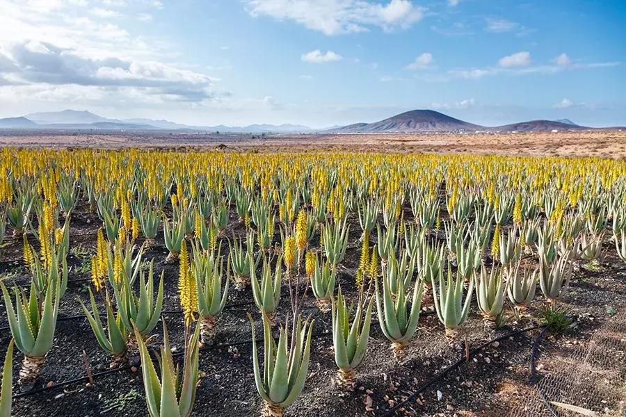 20年经久不衰这个品牌做了什么,20年历久弥新