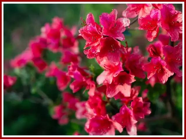 魔都四月赏花,魔都春季赏花好地方