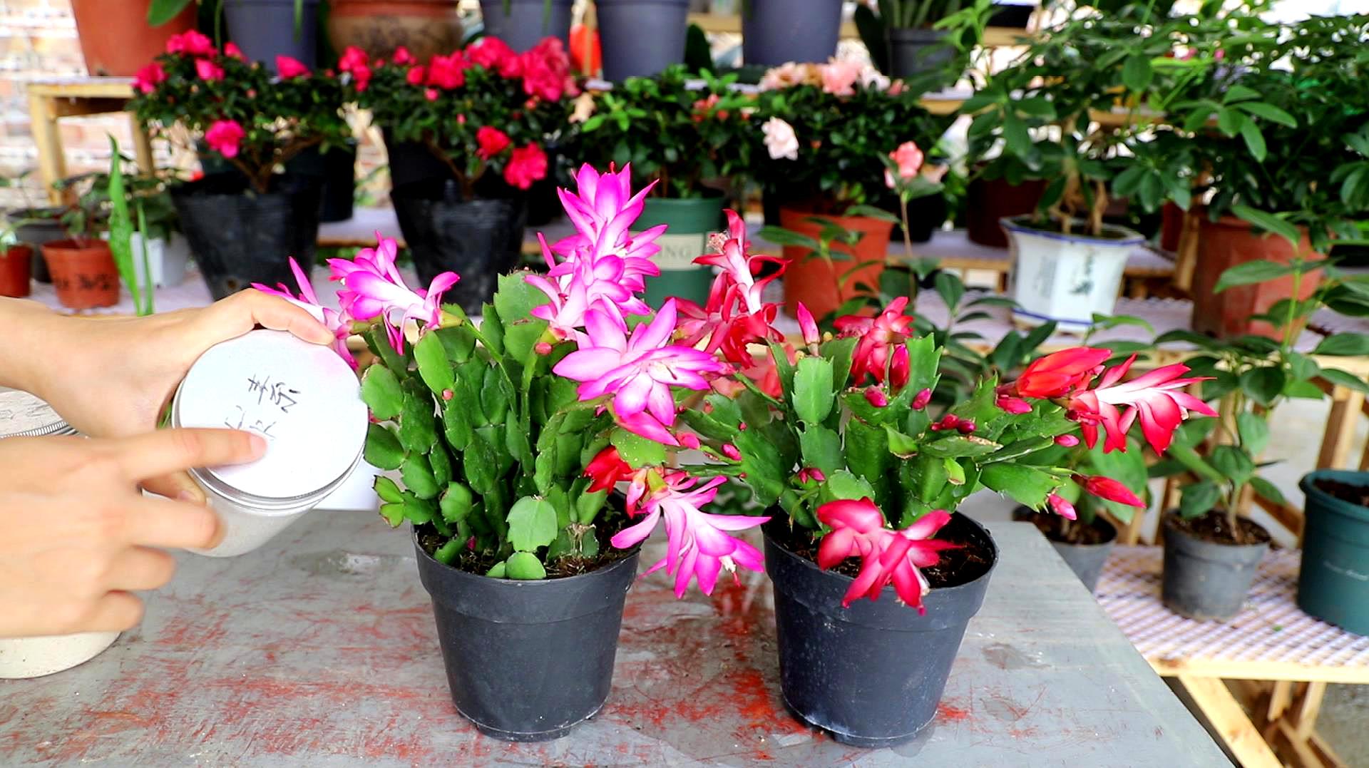 观花最好养的植物,5-10月适合养什么花