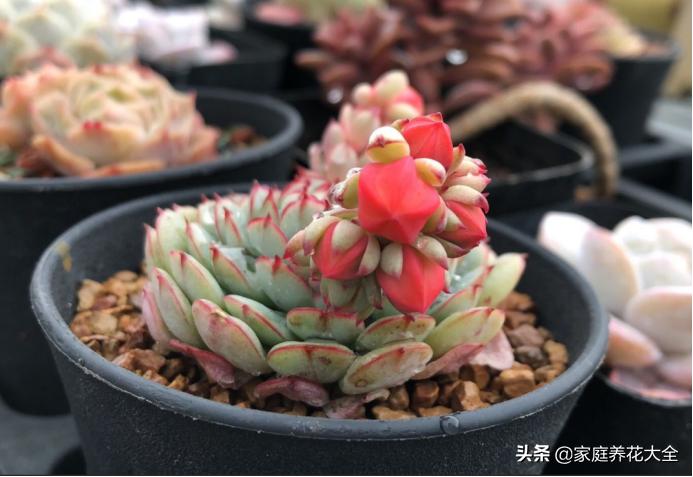 多肉花友着魔的5大特征，看看你都中了几个