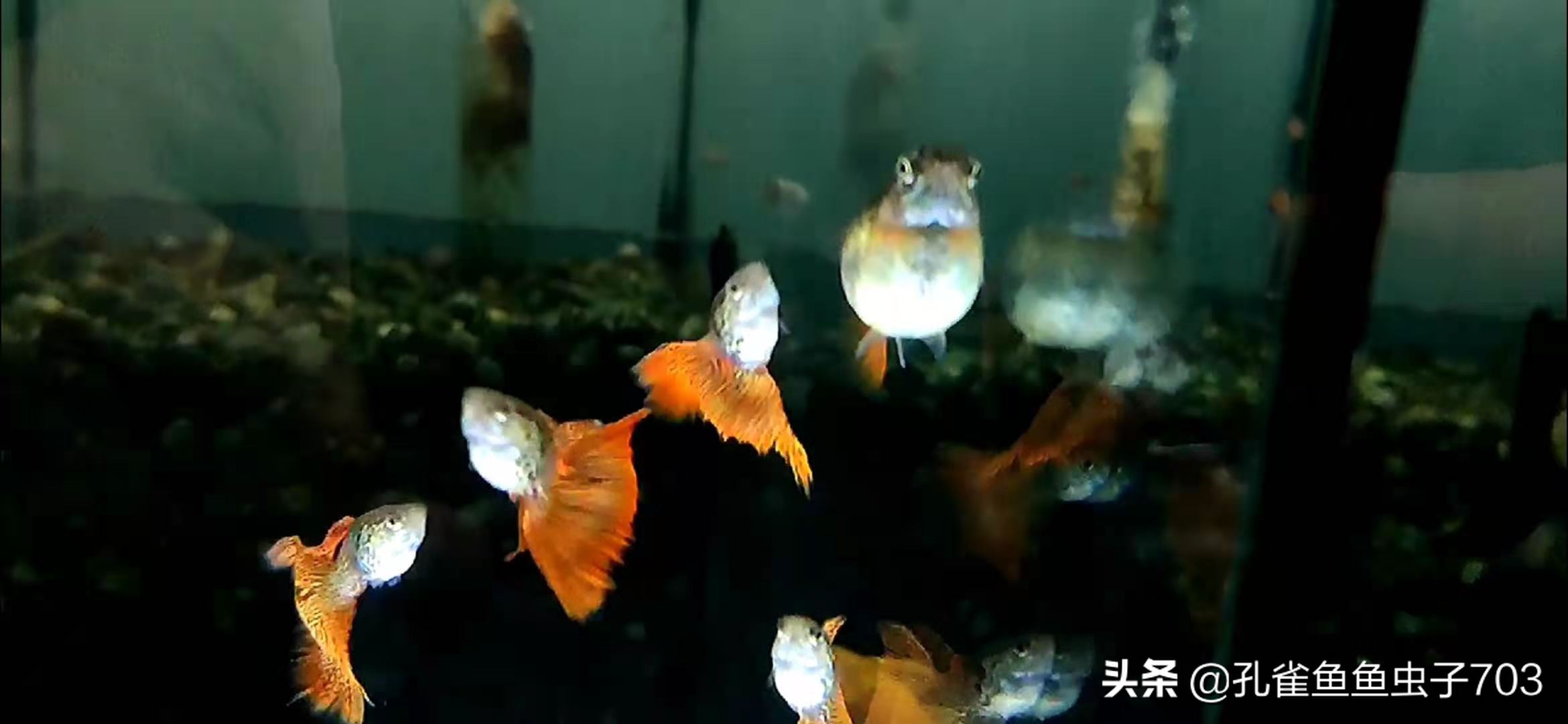 孔雀母鱼多久生一次,孔雀母鱼生一半不生了