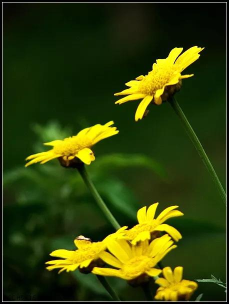 岁月拾遗——想起知青好友陈妙玲