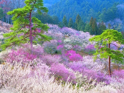 中国诗词大会董卿咏梅,诗词大会第四季第七场董卿开场白