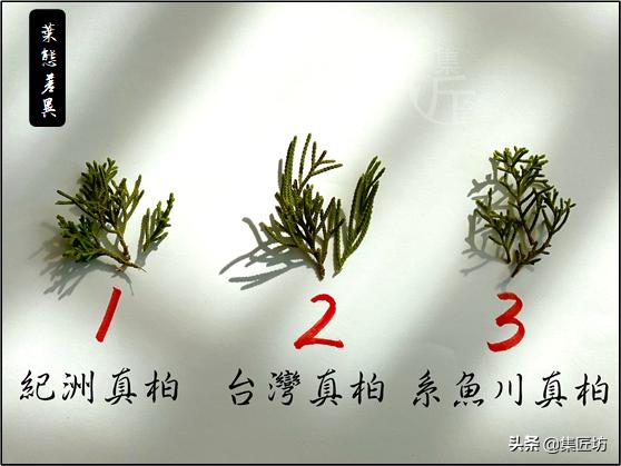 真柏出现针叶干枯失去光泽,济州真柏针叶发白不绿干瘪怎么办