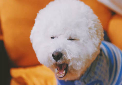 小狗拉尿出血怎么办啊,狗生完小狗一个多月尿血怎么办