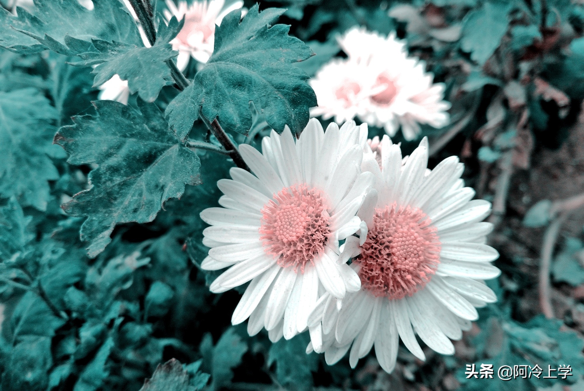 读音改来改去有意思吗,最新更改的读音