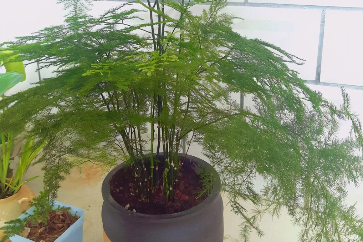 竹子不能种在院子里吗,竹子不能栽屋后