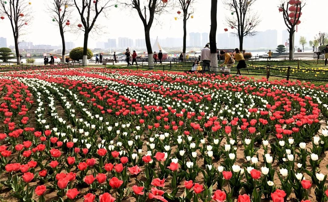 咸阳统一广场郁金香,咸阳郁金香花展在哪里