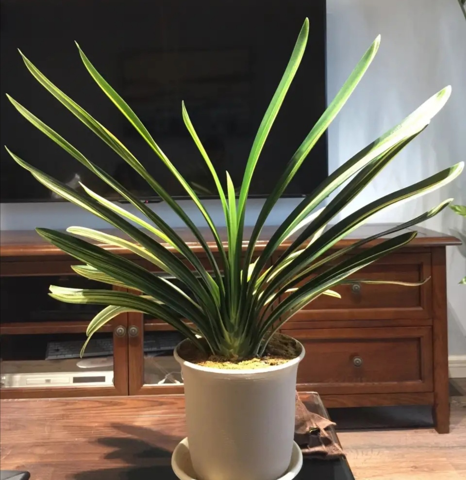 人养花花养人养花养出好心情,适合家养的盆栽花卉大全