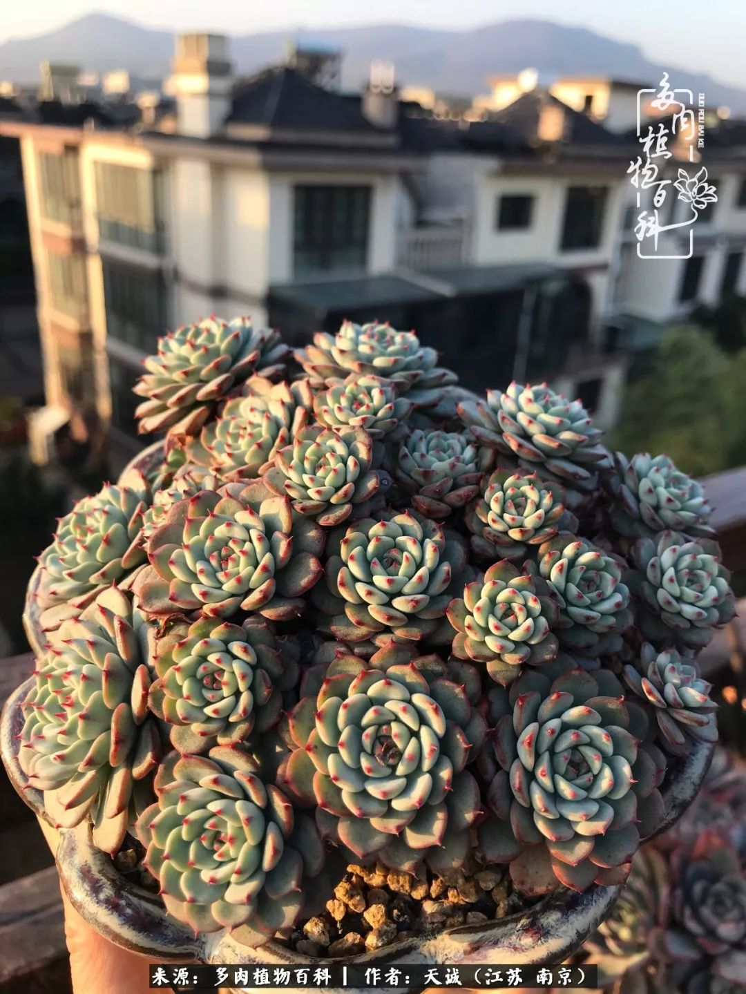 鍙拱瀵圭殑涓嶄拱璐电殑灏忔牱,鍙拱瀵圭殑涓嶄拱璐电殑鍥剧墖灞曠ず