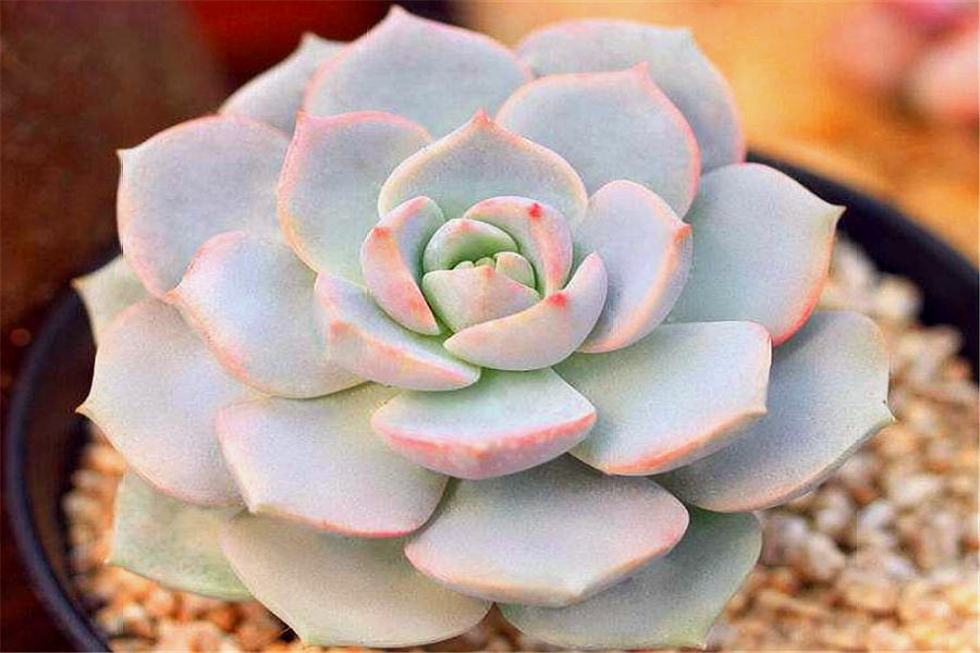 多肉白牡丹徒长图片大全,多肉白牡丹怎么养成老桩