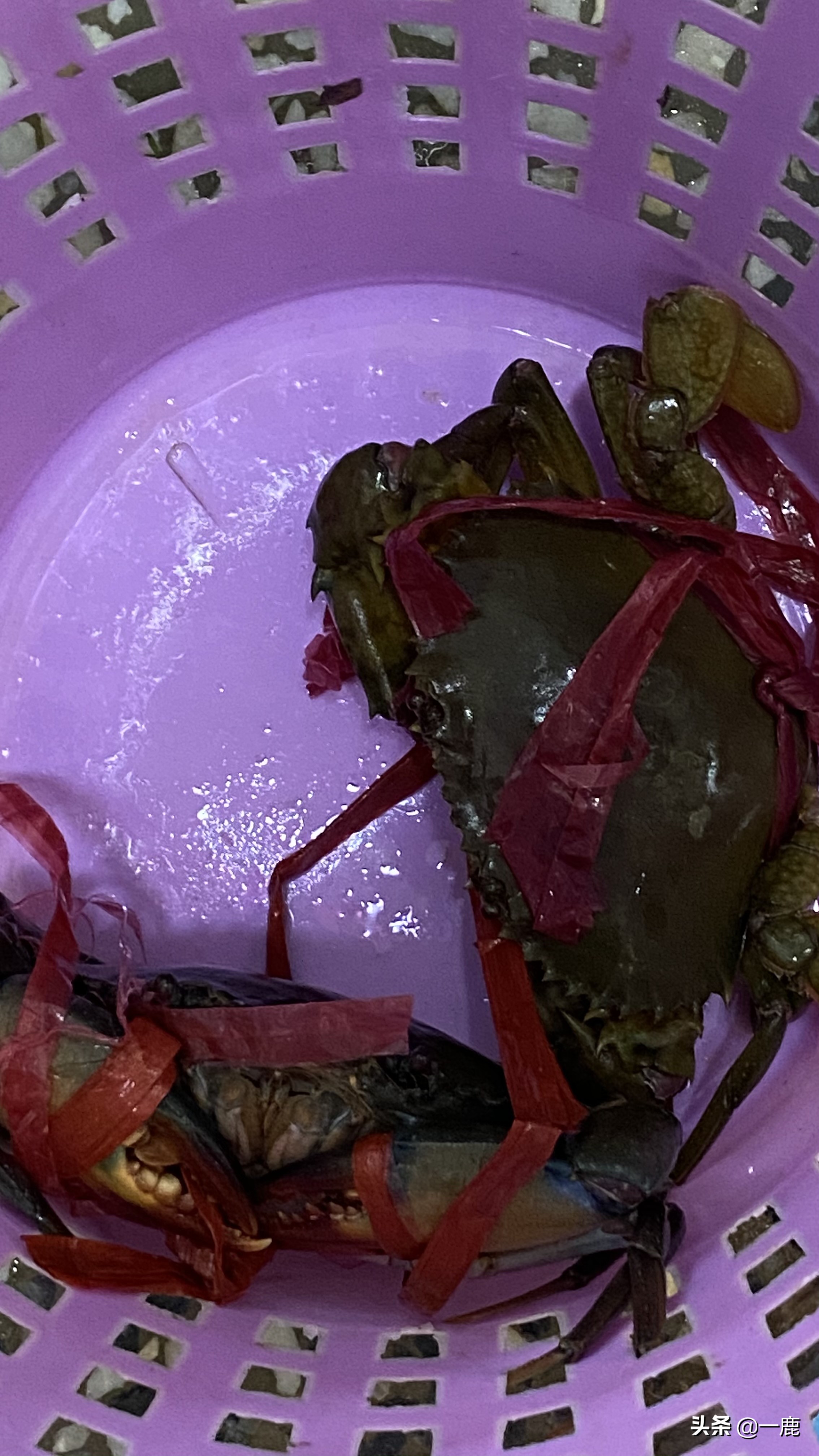 和乐蟹哪些地方不能吃,和乐蟹在哪吃最正宗