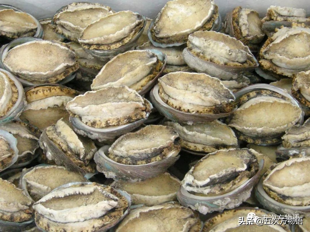 关于鲍鱼的科学知识,鲍鱼的知识和讲解