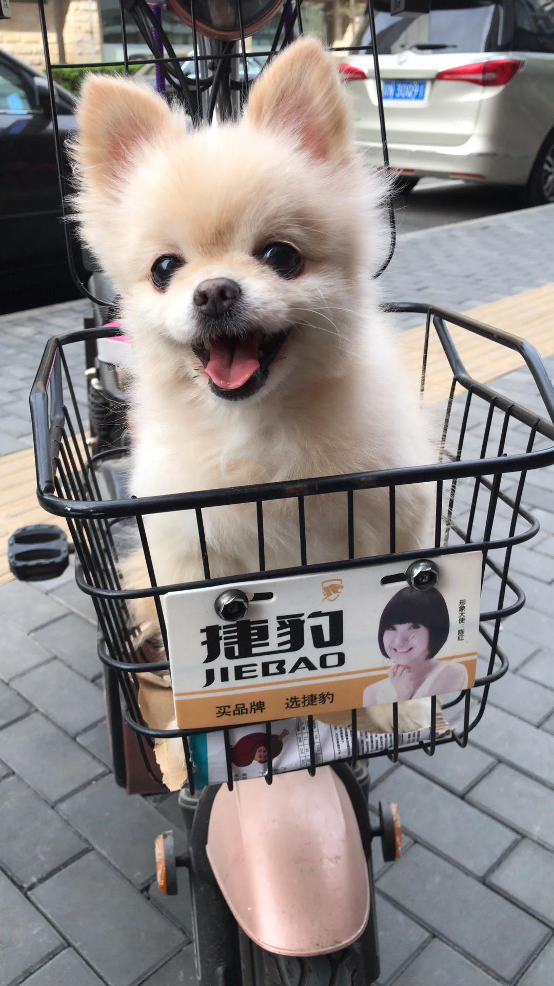 博美子宫蓄脓一般在多大会得,博美子宫蓄脓手术风险