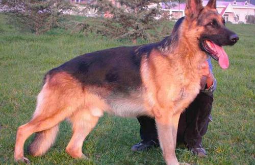 德国牧羊犬的5大优点养它不后悔,德国牧羊犬养公的还是母的好