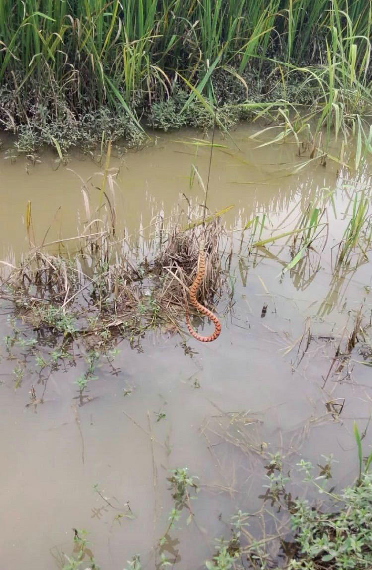 野钓驱蛇防蛇简单方法,水蛇碰到水会怎么样