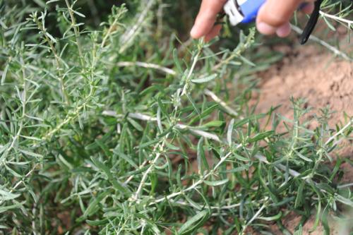 2023年全国各省黑枸杞产量,黑枸杞对土壤的要求