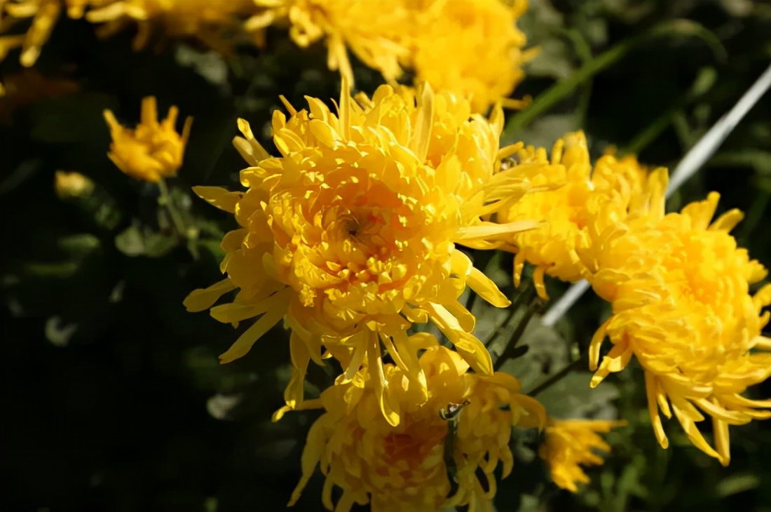 金丝皇菊泡什么能清肝明目,金丝皇菊组合养生茶