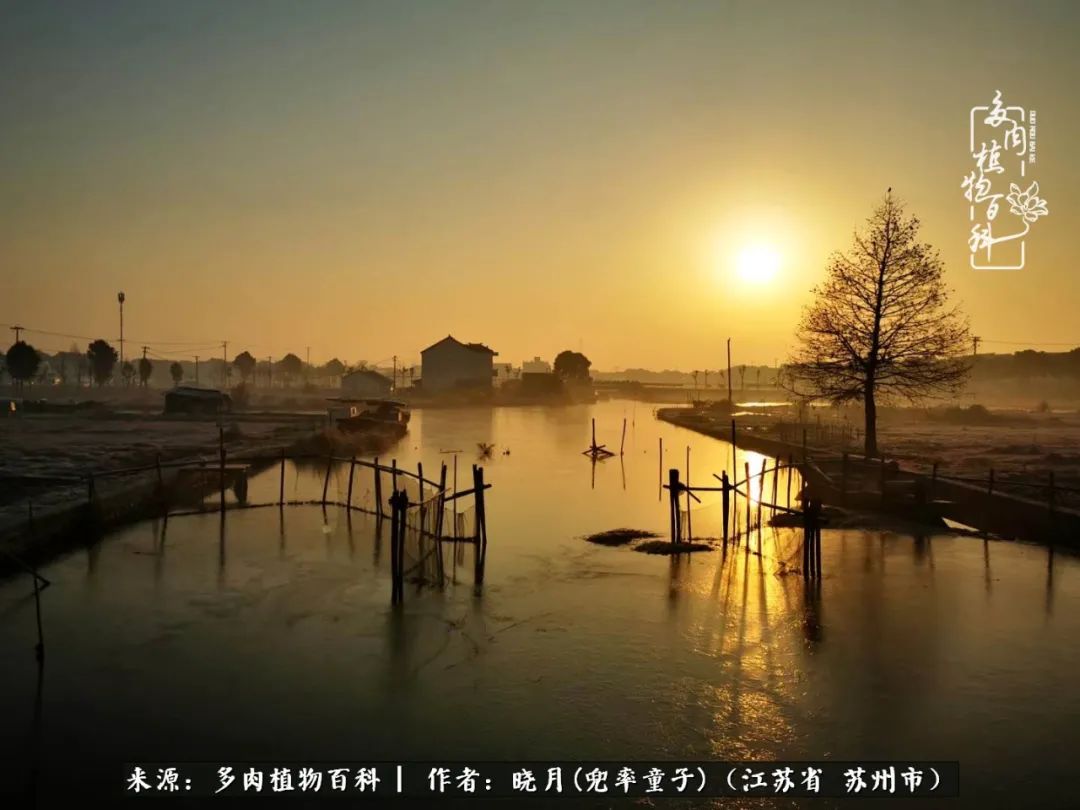 六年时间环游22个国家,却被多肉小萌物征服