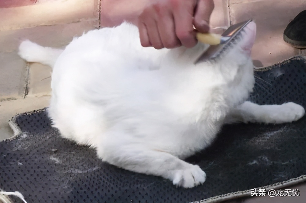 猫咪感染癣,猫咪感染猫癣怎么办