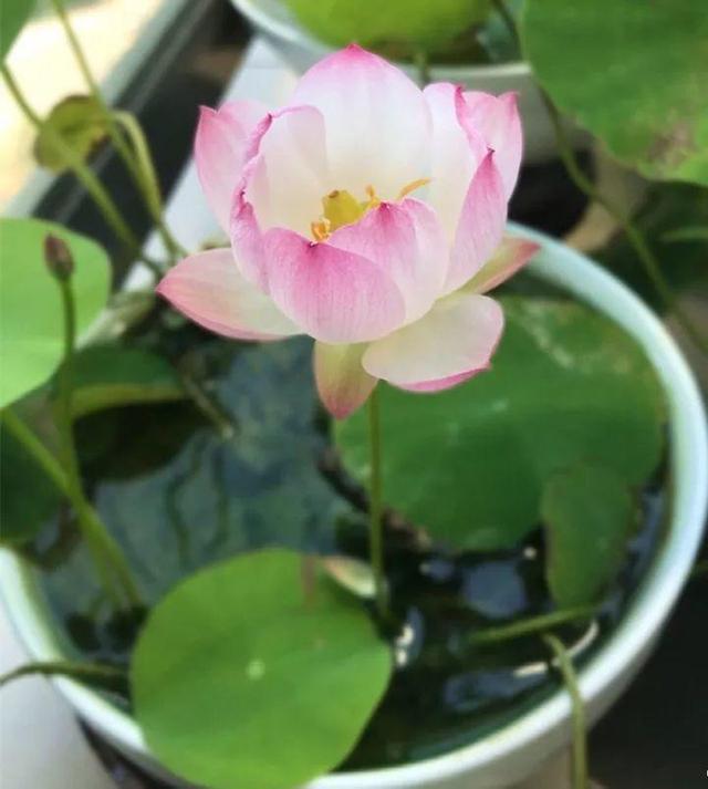 水培郁金香花期过后怎么处理叶子,4种花适合新手养漂亮好养