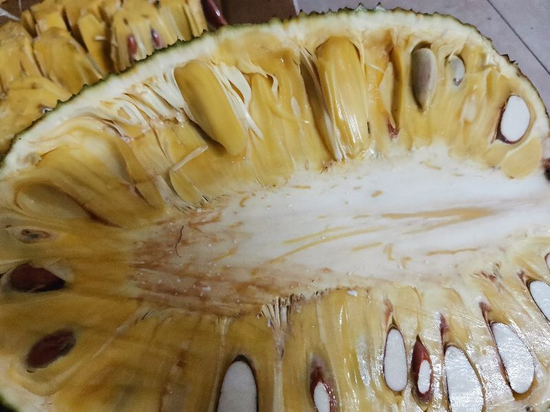 菠萝蜜树胶粘手上怎么清洗,手粘到菠萝蜜的胶了怎么清洗干净