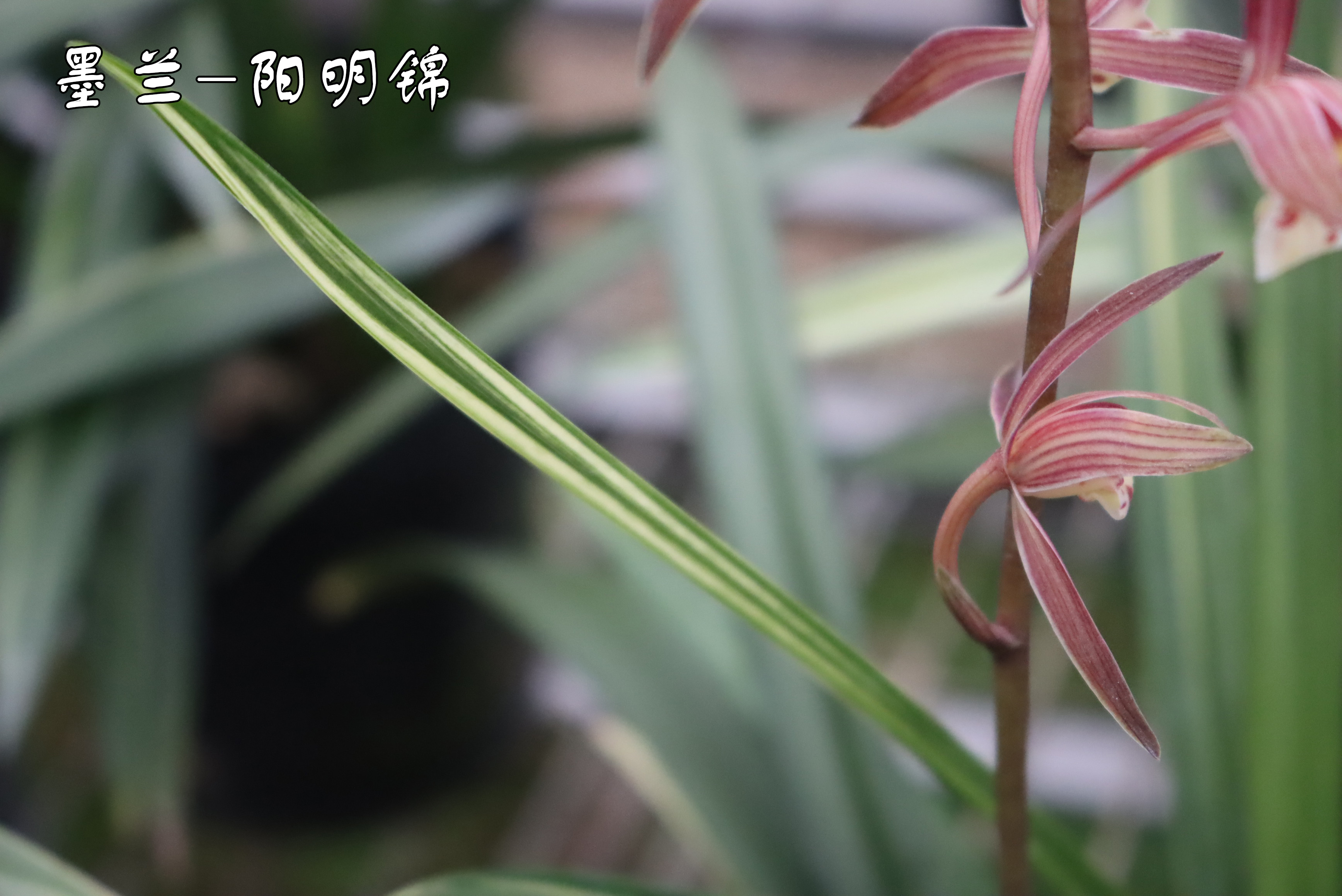 墨兰红花桃姬品种图片,墨兰开红花和黄花哪个贵