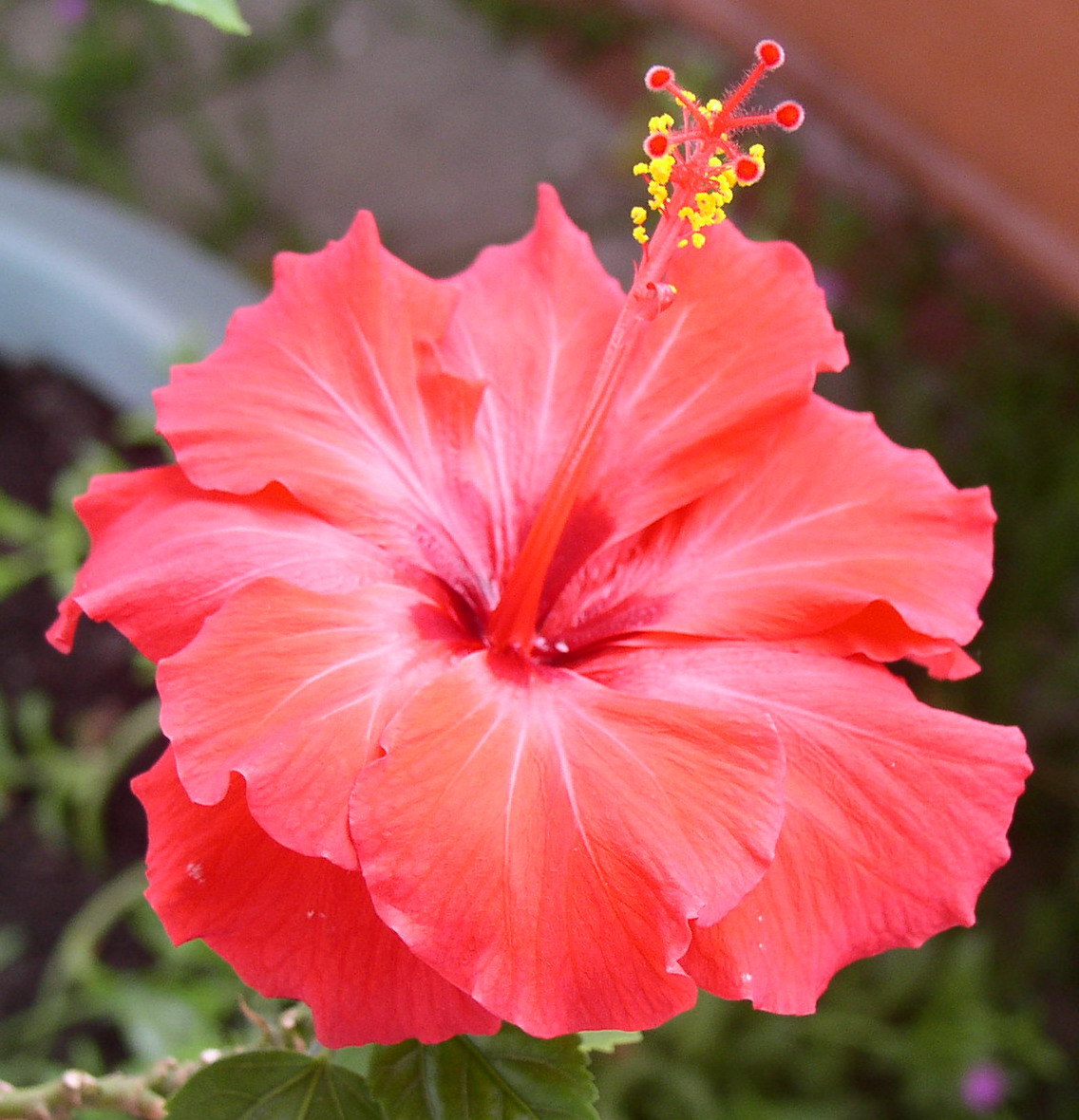 厨余垃圾沤制肥土最简单的方法,家庭厨余沤肥后怎么使用