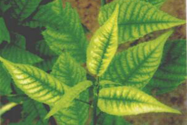 樱桃树缺铁施什么肥害,樱桃树缺铁怎么补救最好