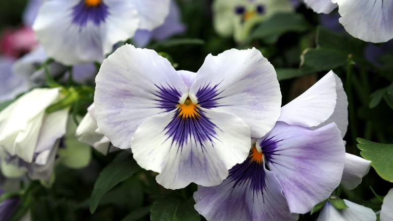 三色堇开花颜色,三色堇花语爱与勇气